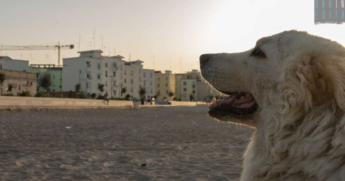 Ama il mare e i bagni al tramonto: � Henry, la bianca mascotte del rione San Girolamo